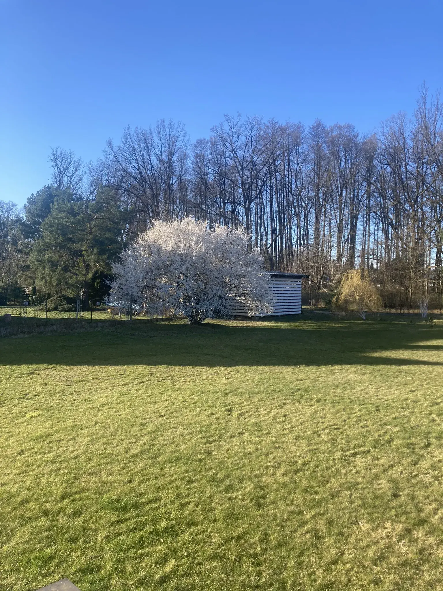 Nowoczesny ogród z trawnikiem wykonany przez TomekGardens
